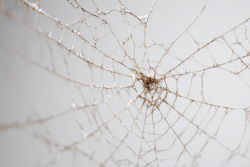 large spider web with intricate details, natural geometry, clean white background