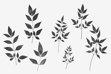Nandina leaves isolated on background in black and white.