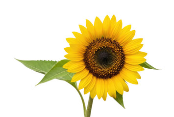 Fototapeta premium A single bright yellow sunflower isolated on white background cutout transparent png