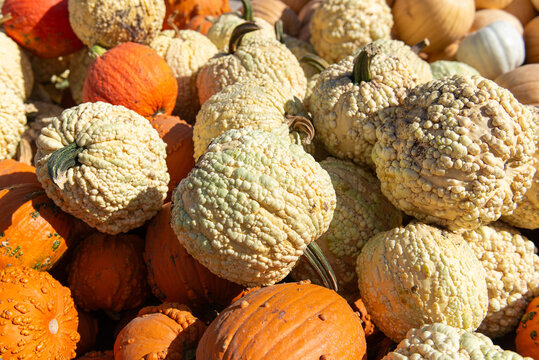 Warty pumpkins and gourds at autumn farmers market in sunlight