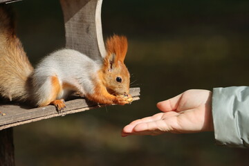 A red squirrel in a city park takes nuts from the hands of people relaxing