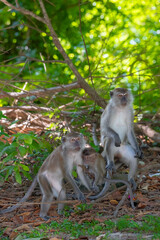A Long-tailed Macaque mother embracing her child in Langkawi in Malaysia