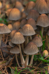 shiny cap mushrooms, (Coprinellus micaceus), emerging from the ground in autumn, close view