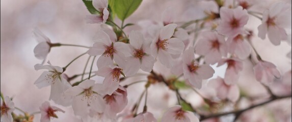 Cherry Blossoms in Full Bloom, Soft Focus