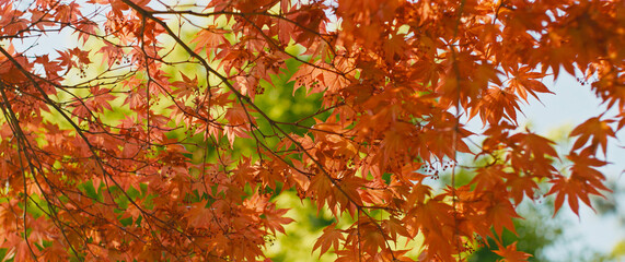 Vibrant Red Maple Leaves, Autumn Foliage