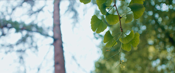Fresh Green Leaves Backlit by Spring Sunlight