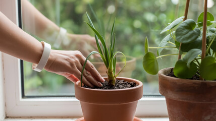 A close-up photograph of hands tending to potted plants on a windowsill.