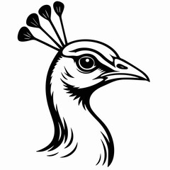 Obraz premium Elegant peacock head illustration in black line art style 