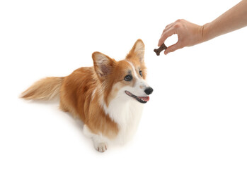 Woman giving tasty bone shaped dog cookie to her Welsh Corgi on white background, closeup