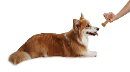 Woman giving tasty bone shaped dog cookie to her Welsh Corgi on white background, closeup