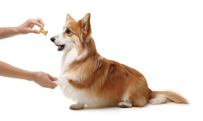 Woman giving tasty bone shaped dog cookie to her Welsh Corgi on white background, closeup