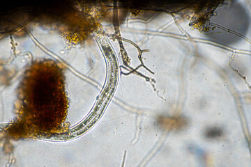 tardigrade soil microorganisms including nematode, and rotifers a soil sample, soil fungus and bacteria on a regenerative farm in compost under the microscope.