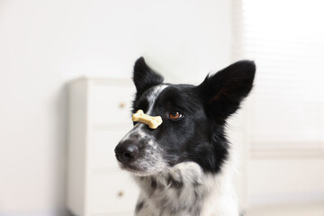 Border Collie with tasty bone shaped dog cookie indoors
