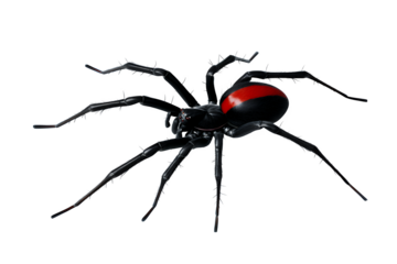 Detailed 3D render of a black widow spider with red hourglass marking on its abdomen isolated on black