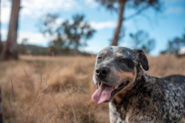 Australian Farm Dogs: Working Through Drought, Navigating Summer Heat, and Supporting Cattle Farming in Dry Creek Environments