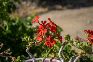 Obraz premium Geranium on a flowering pot