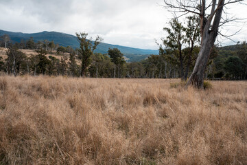 Farming landscape of stud angus and wagyu bulls grazing, with beautiful cows and cattle grazing on pasture in spring on a farm, with a crop growing food behind with hills and trees in nature