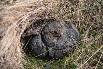 cow manure poo in a field on a farm in australia. natural compost material in a meadow