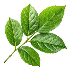 Obraz premium Green Leaf Branch Isolated on Black Background — Natural Botanical Plant Detail