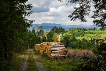 View Toward Brocken Mountain along Former Border Trail with Wood Piles, Harz Germany in Summer
