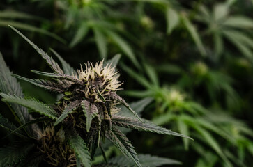 weed. cannabis indoor flowering	