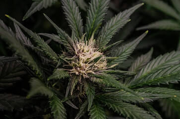 weed. cannabis indoor flowering	