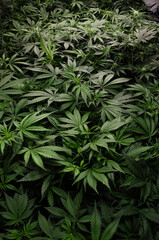 Obraz premium weed. cannabis indoor flowering 