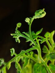 close-up of tomato plants against a dark background