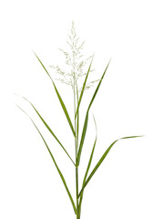 Obraz premium Grass isolated on white or transparent background