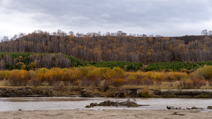 Autumn Birch Forest