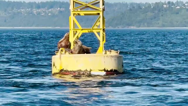 Sea lions on buoy in the water on the bay of Seattle Washington.USA, Washington, Seattle july 15 2025.