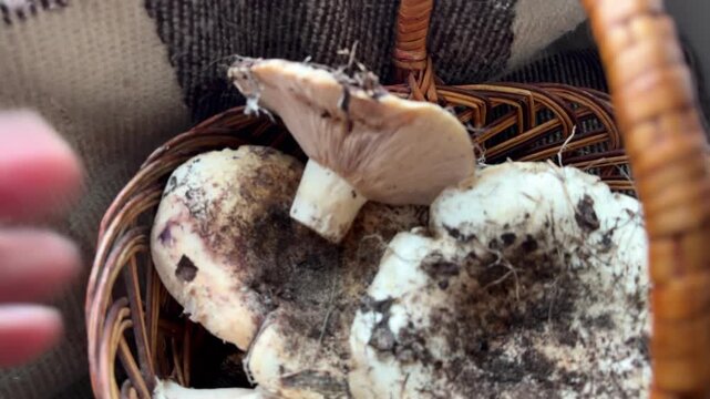 Milky Cap Mushroom in Basket