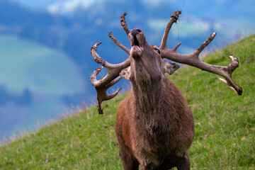 Schreiender Rothirsch im Gebirge
