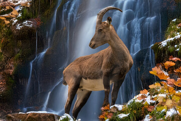 Junger Steinbock am Wasserfall