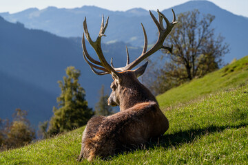 Ruhender Rothirsch im Gebirge

