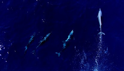 Flipper splash in water © MohamedAmine