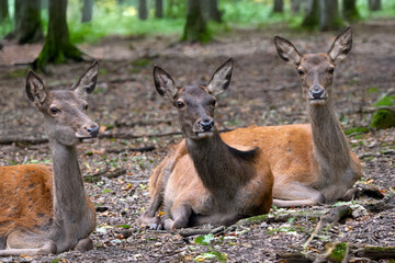 Rotwild-Rudel im Wald