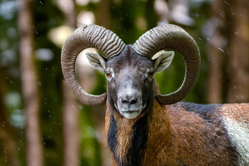 Starker Widder im Wald