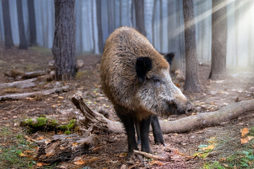 Starker Keiler im Morgenlicht