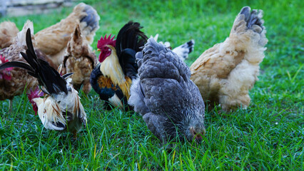 Beautiful colorful chickens are walking in the grass.