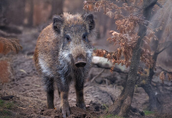 Frischling (Wildschwein) im Herbstwald