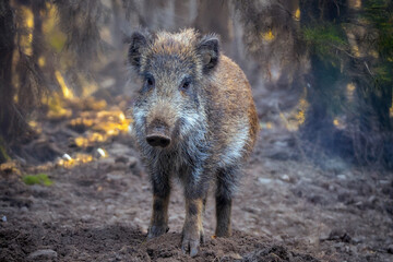 Junger Frischling im Morgenlicht