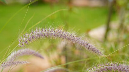 Close up of grass flower in the field with soft focus background