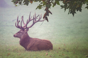 Brunfthirsch im Nebel