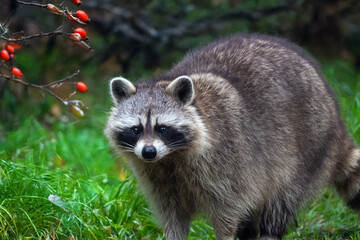 Waschb&auml;r auf Futtersuche 