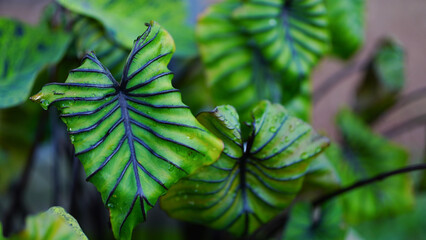 green leaves pharaoh mask elephant ear or colocasia pharaoh mask,Araceae on natural background