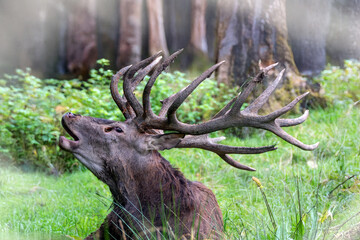 R&ouml;hrender Rothirsch zur Brunft