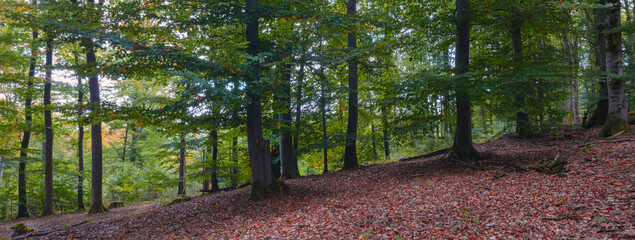 Lichtstimmung, Oktober im Mischwald, Forst Marbach Eichen und Buchen