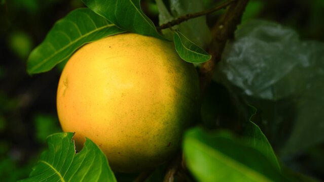 Pouteria caimito fruit on tree in farm for sell are cash crops. Abiu fruit possesses antimicrobial, antifungal, antiviral, anticancer, analgesic, antipyretic, and anti-inflammatory properties