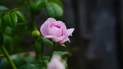 Mon coeur rose flower collection : beauty rose flower for beauty and romantic concept